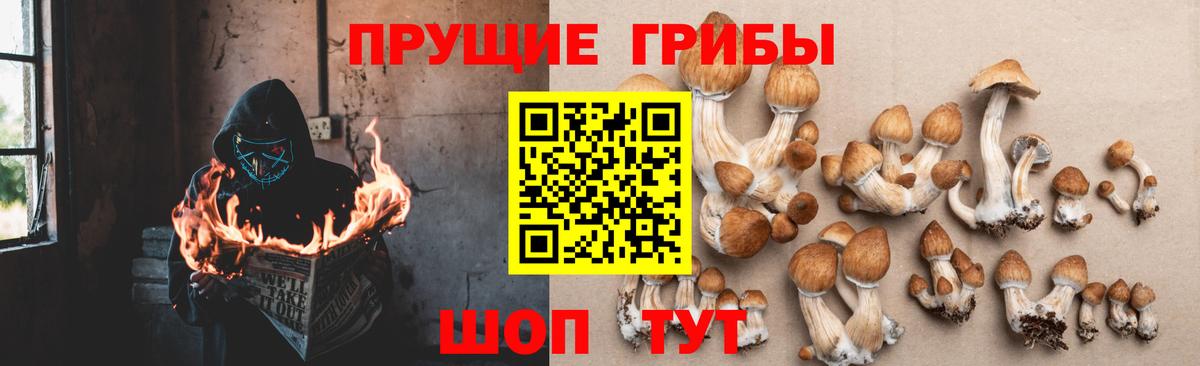 Галлюциногенные грибы Cubensis Бугульма
